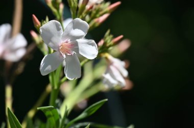 Bahçede büyüyen beyaz harika çiçekler
