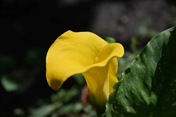 Sonnige Gelbe Blumen Wachsen Garten — Stockfoto