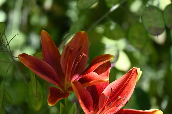 Krásné Lilie Květiny Rostoucí Zahradě Květinový Koncept Image — Stock fotografie