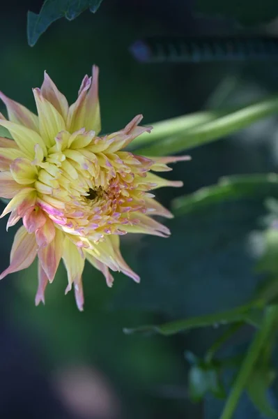 Schöne Gelbe Und Rosafarbene Blume Garten — Stockfoto