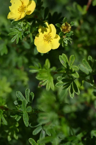 庭で育つ日当たりの良い黄色の花 — ストック写真