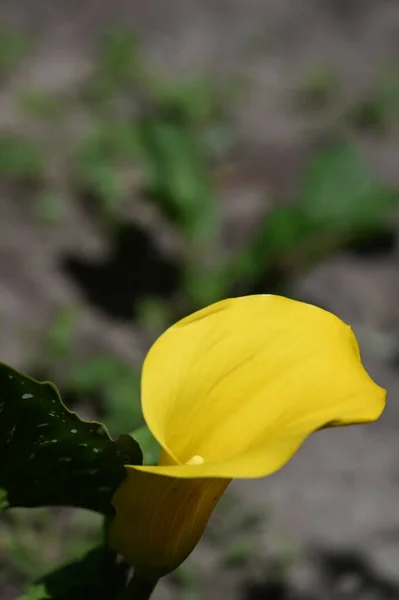 庭で育つ日当たりの良い黄色の花 — ストック写真