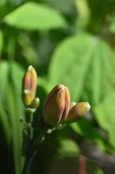 Piękne Nierozwiązane Kwiaty Lilii Ogrodzie Widok Bliska — Zdjęcie stockowe