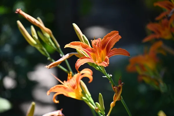 Όμορφα Λουλούδια Κρίνου Που Αναπτύσσονται Στον Κήπο Floral Concept Image — Φωτογραφία Αρχείου