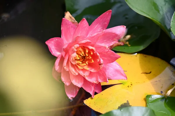 Красивый Розовый Цветок Лотоса Пруду Крупный План — стоковое фото