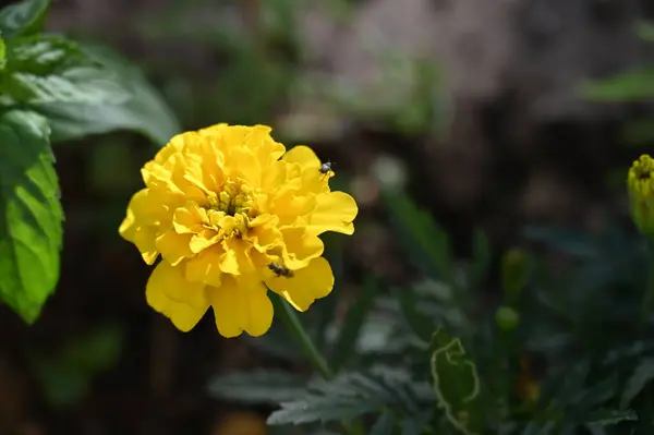 花园里长着艳丽的黄花 — 图库照片