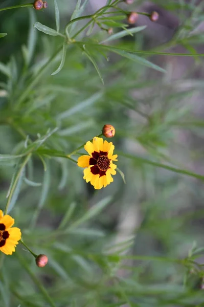 Close Beautiful Yellow Flowers Summer Concept — Stock Photo, Image