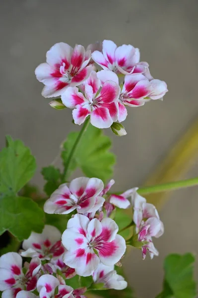 Belles Fleurs Roses Poussant Dans Jardin — Photo