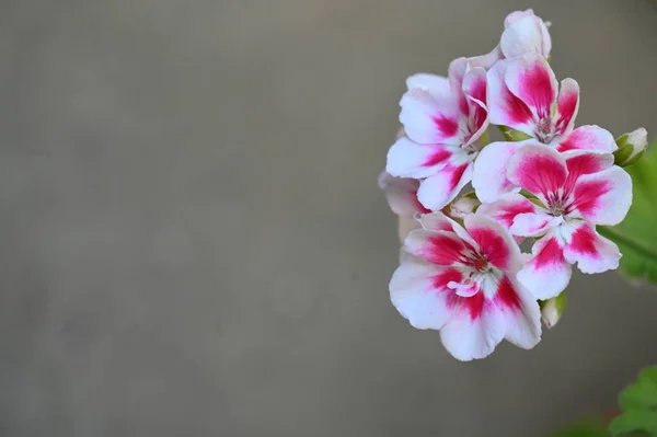 Hermosas Flores Rosadas Creciendo Jardín — Foto de Stock