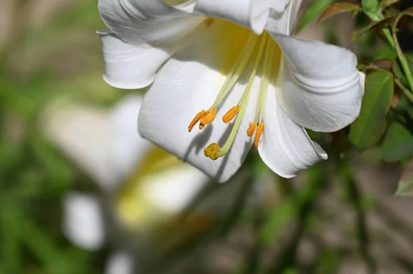美丽的百合花生长在花园里 花卉的概念形象 — 图库照片