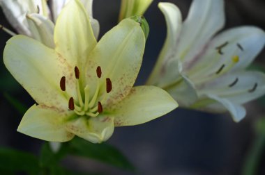 Bahçede yetişen güzel zambak çiçekleri, çiçek konsepti imajı