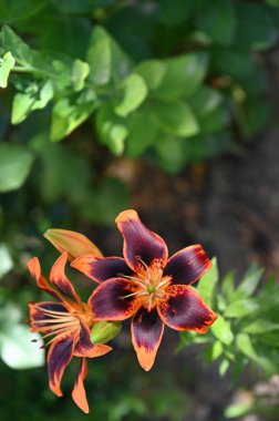 Bahçede yetişen güzel zambak çiçekleri, çiçek konsepti imajı