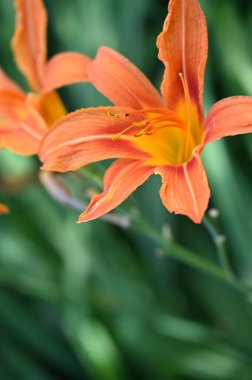 Bahçede yetişen güzel zambak çiçekleri, çiçek konsepti imajı