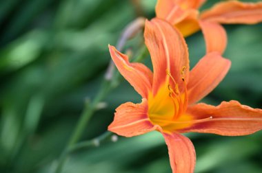 Bahçede yetişen güzel zambak çiçekleri, çiçek konsepti imajı