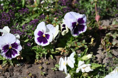 Bahçedeki güzel renkli çiçekler.