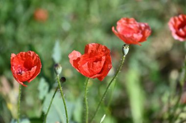 Bahçede yetişen güzel kırmızı gelincik çiçekleri