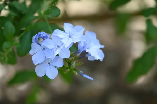 Красивые Светло Голубые Цветы Саду — стоковое фото