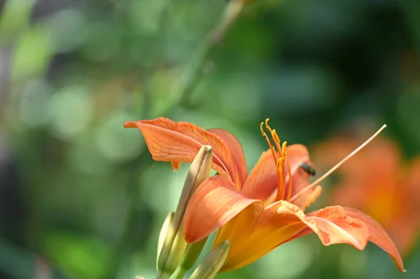 Hermosas Flores Lirio Que Crecen Jardín Imagen Concepto Floral — Foto de Stock