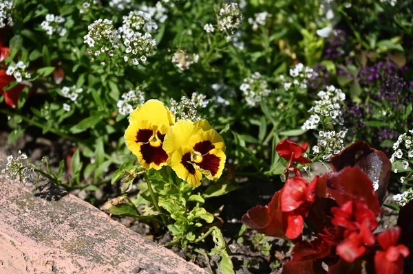 Vackra Färgglada Blommor Trädgården — Stockfoto