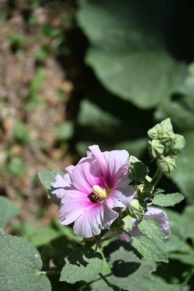 Bahçede Büyüyen Güzel Pembe Çiçekler — Stok fotoğraf