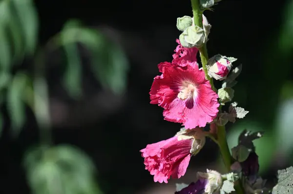 Bahçede Büyüyen Güzel Pembe Çiçekler — Stok fotoğraf