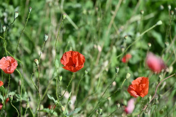 Mooie Rode Papaver Bloemen Groeien Tuin — Stockfoto