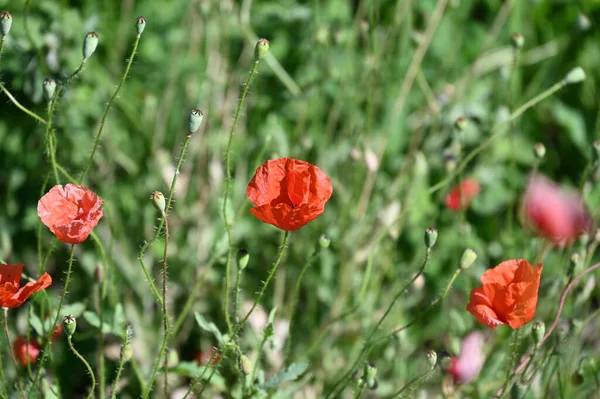 Lindas Flores Papoula Vermelha Crescendo Jardim — Fotografia de Stock