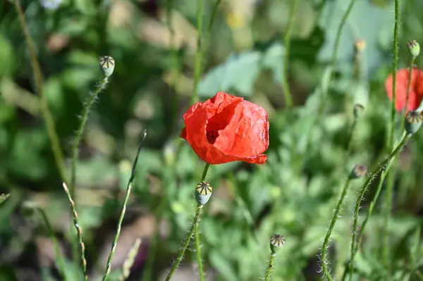 Mooie Rode Papaver Bloemen Groeien Tuin — Stockfoto