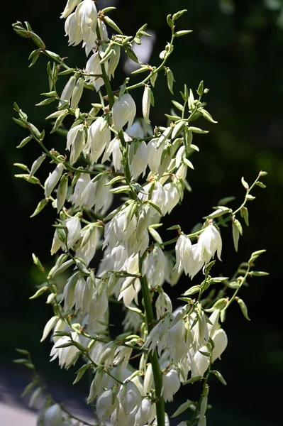 Белые Удивительные Цветы Растущие Саду — стоковое фото