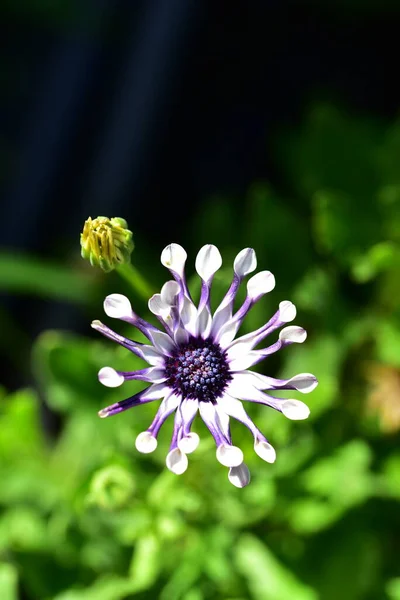 Zbliżenie Białych Fioletowych Kwiatów Ogrodzie — Zdjęcie stockowe
