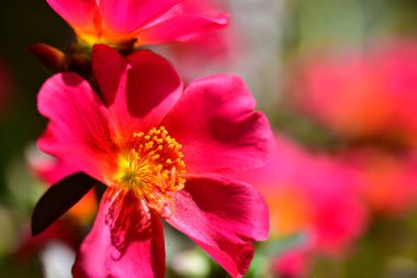 bahçede büyüyen güzel pembe çiçekler