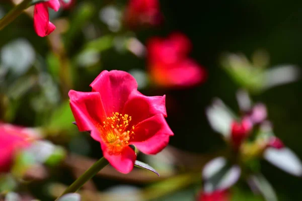 Belles Fleurs Roses Poussant Dans Jardin — Photo