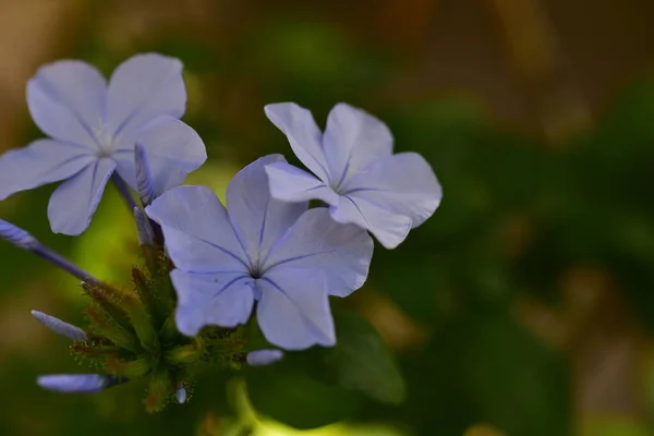 Beautiful Light Blue Flowers Garden — ストック写真