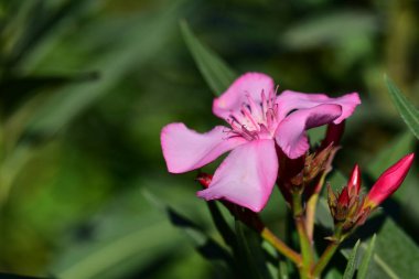 bahçede büyüyen güzel pembe çiçekler
