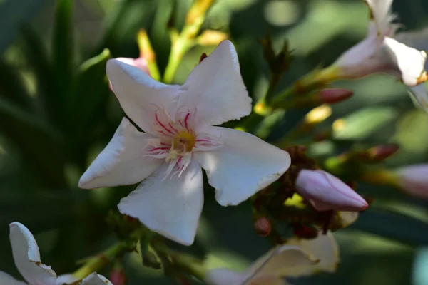 Fleurs Étonnantes Blanches Poussant Dans Jardin — Photo