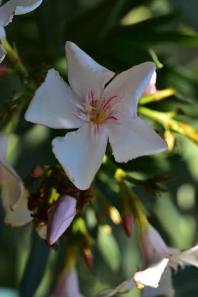 Λευκά Καταπληκτικά Λουλούδια Που Μεγαλώνουν Στον Κήπο — Φωτογραφία Αρχείου