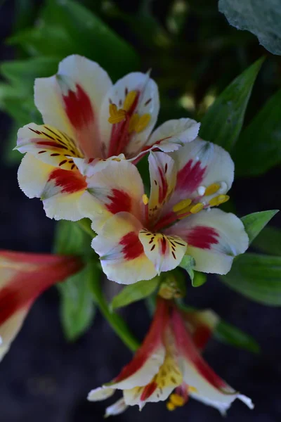 美しいユリの花花のコンセプトイメージ — ストック写真