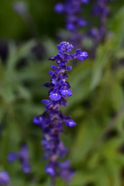 庭の美しい紫色の花 — ストック写真