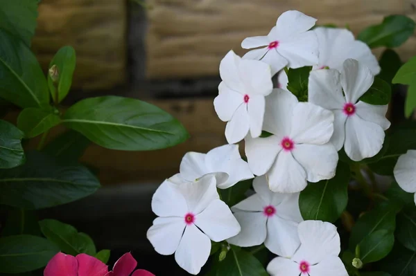 庭で育つ白い素晴らしい花 — ストック写真