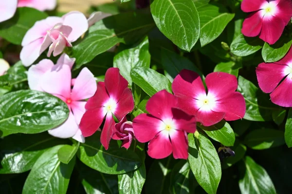 Красивые Розовые Цветы Растущие Саду — стоковое фото