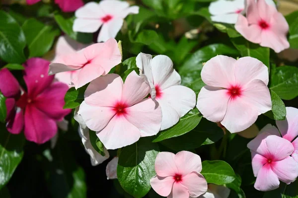 庭の美しい色とりどりの花々 — ストック写真