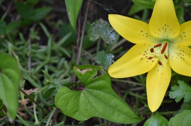 güzel zambak çiçekleri, çiçek konsepti imajı