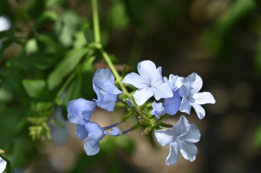 Bahçede güzel açık mavi çiçekler