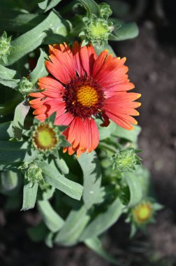 bahçede büyüyen güzel kırmızı çiçekler