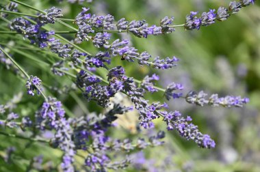 Güzel mor çiçeklere yakın, yaz konsepti.