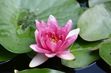 Gölette güzel pembe nilüfer çiçeği, yakın görüş.