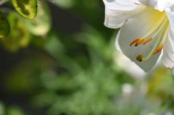 美丽的百合花 花卉概念形象 — 图库照片