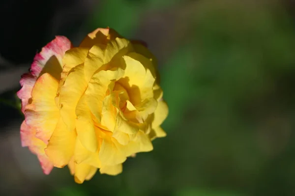 Hermosa Flor Rosa Creciendo Jardín —  Fotos de Stock