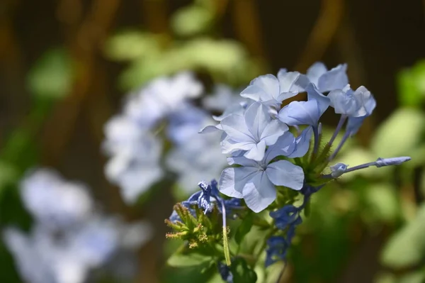 Beautiful Light Blue Flowers Garden — Stock Photo, Image