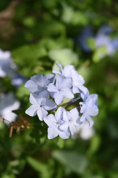 Krásné Světle Modré Květy Zahradě — Stock fotografie